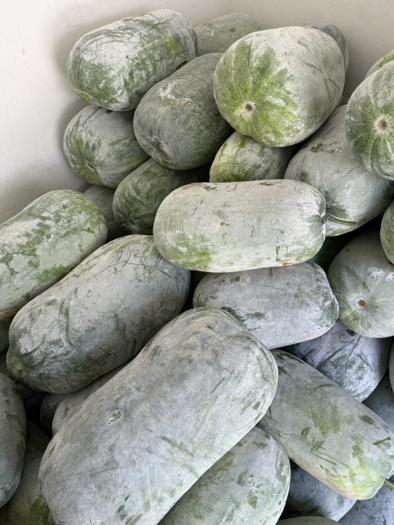 新鲜采摘白皮冬瓜