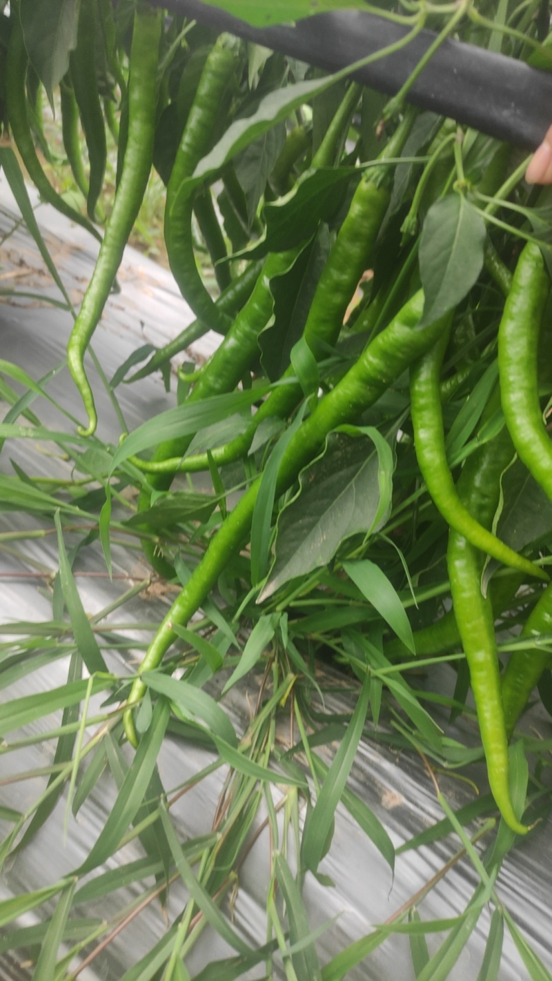 软皮二荆条