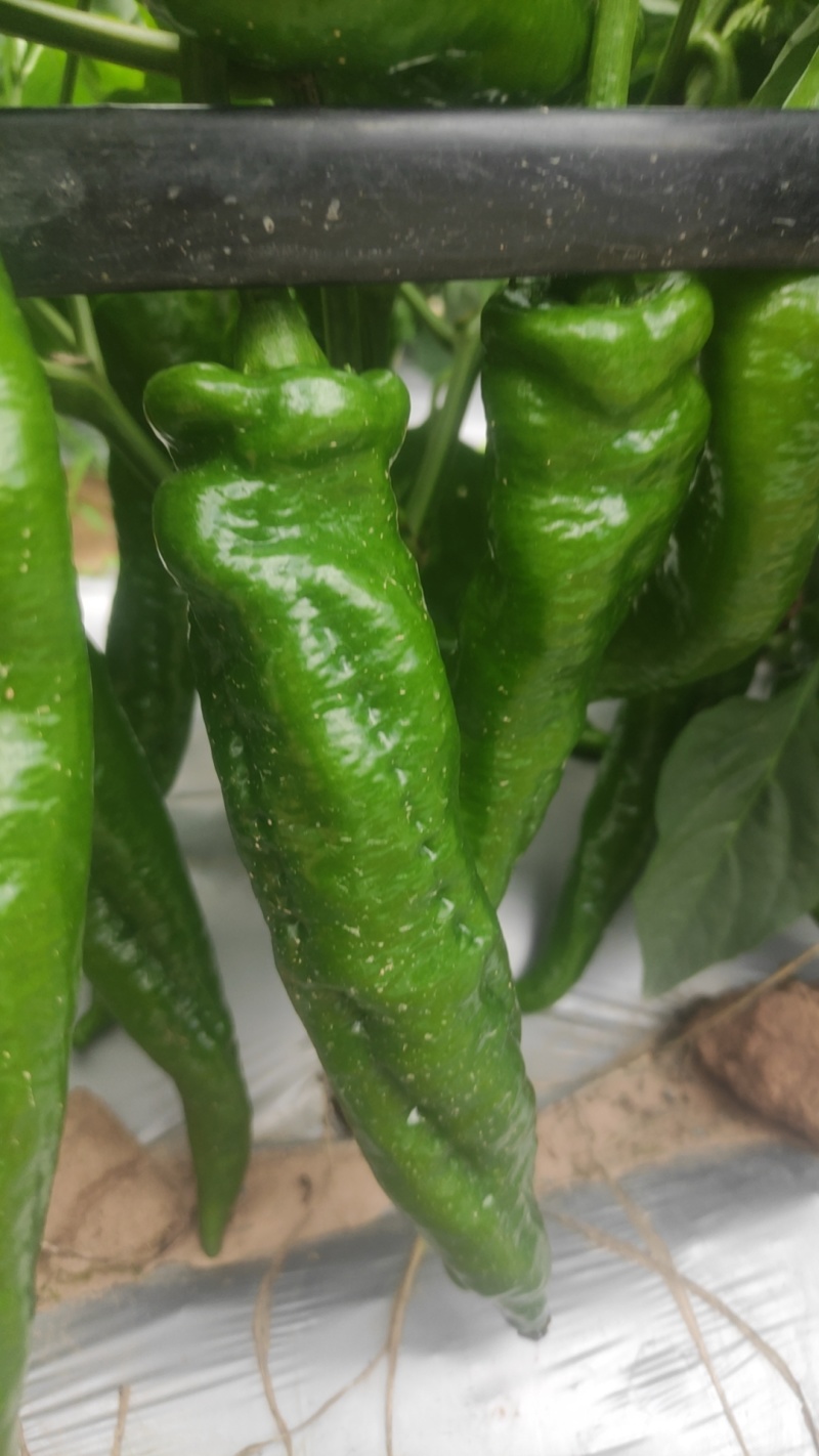 软皮二荆条