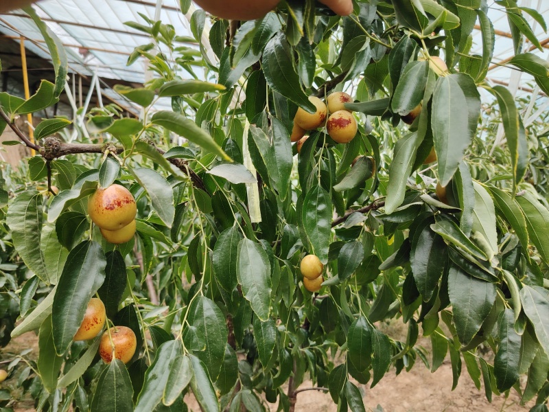 大荔冬枣，卖变全球