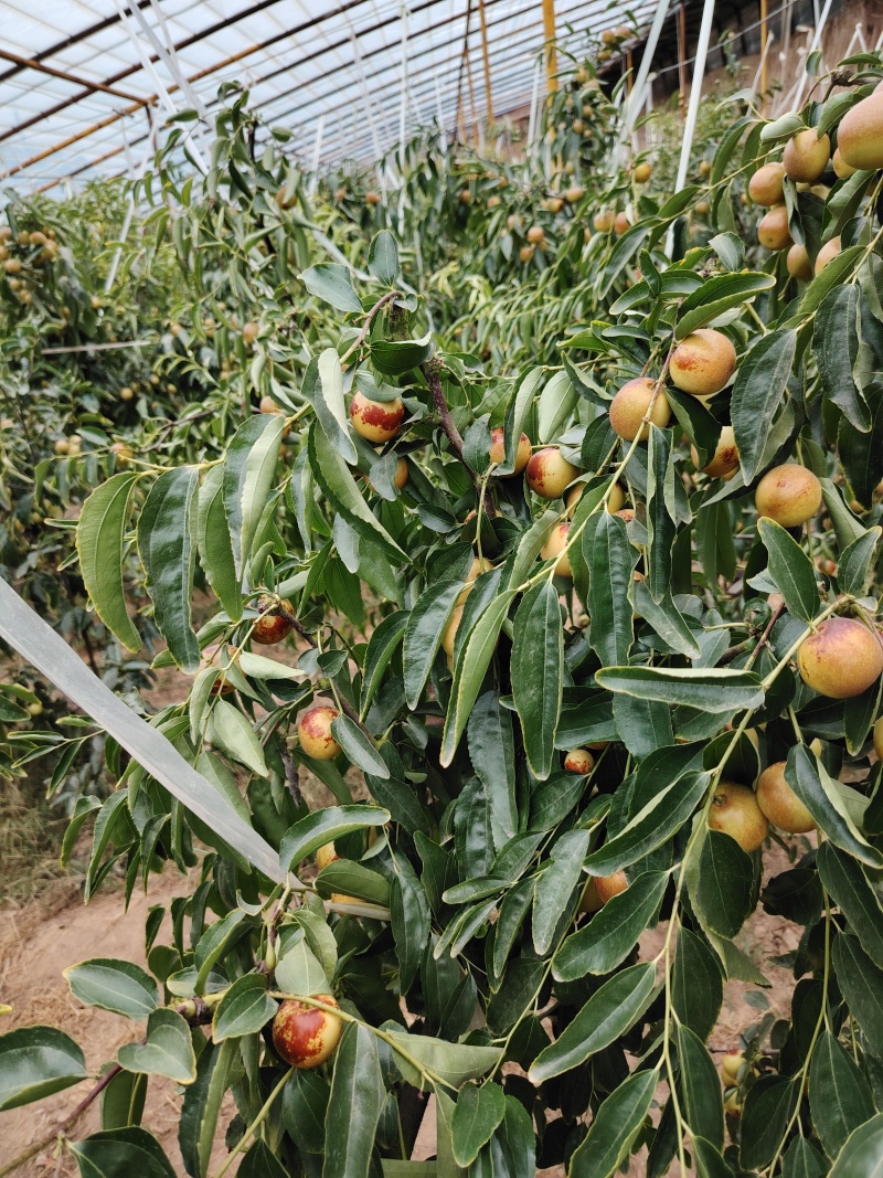 大荔冬枣，卖变全球
