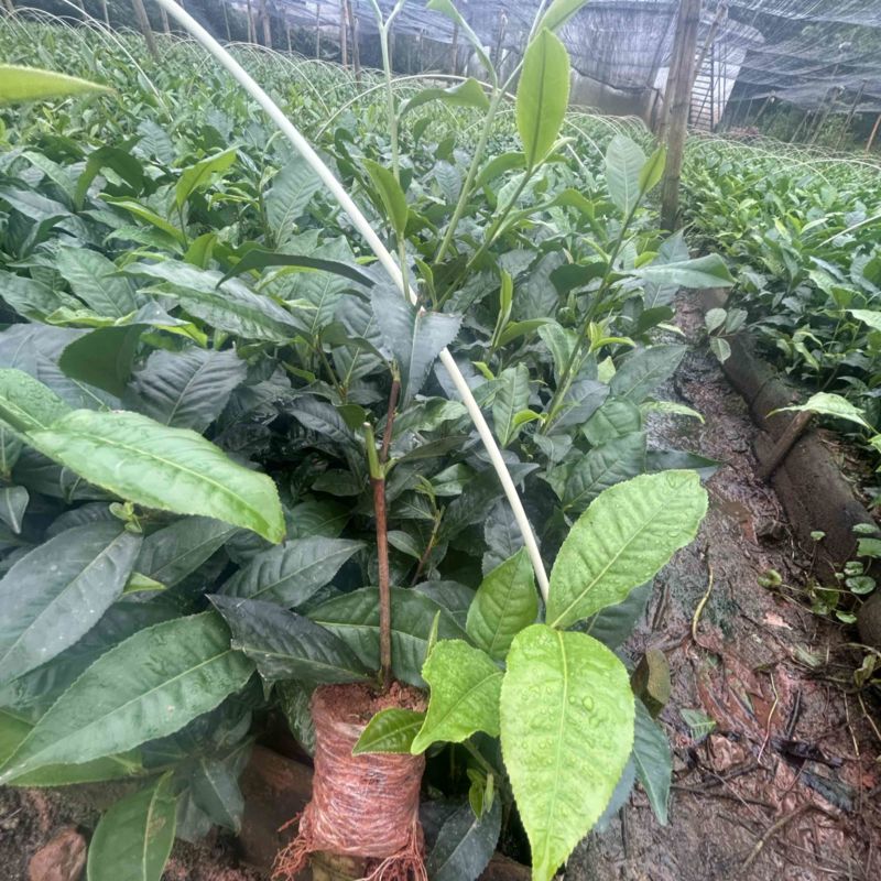 云南大叶种茶苗货源充足量大从优质量保证欢迎咨询