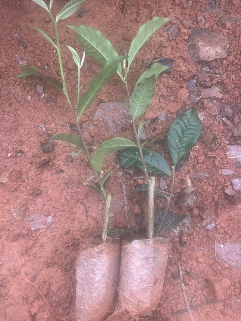 云南大叶种茶苗货源充足量大从优质量保证欢迎咨询