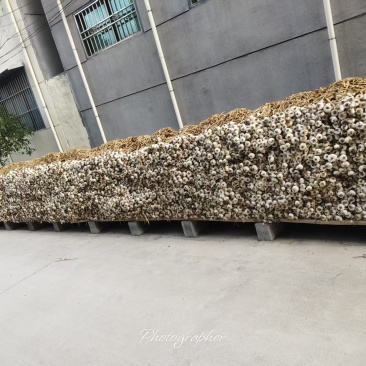 苍山大蒜正宗老品种四六瓣粘辣鲜香保证质量货源充足