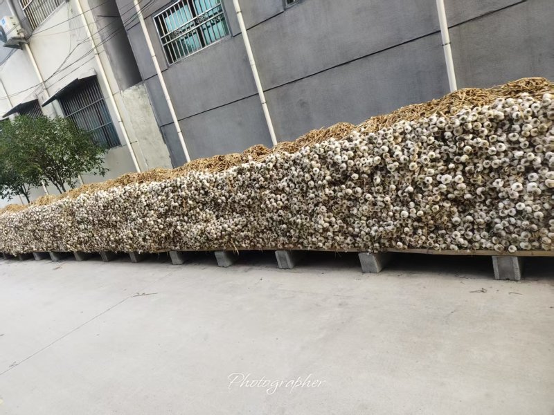 苍山大蒜正宗老品种四六瓣粘辣鲜香保证质量货源充足