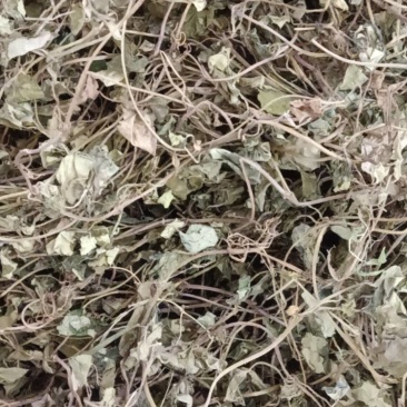 中药材金钱草