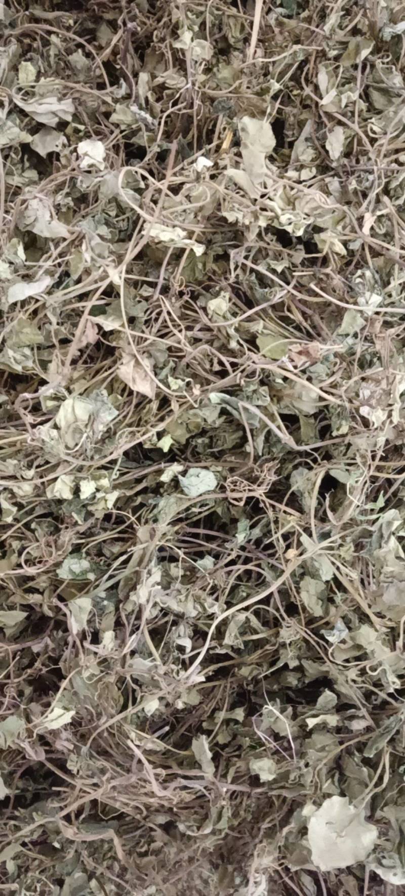中药材金钱草