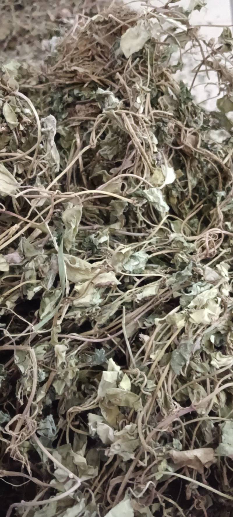 中药材金钱草