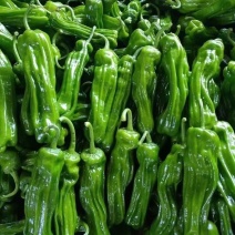 河南精品苏椒301青泡椒薄皮椒大量上市质量三包