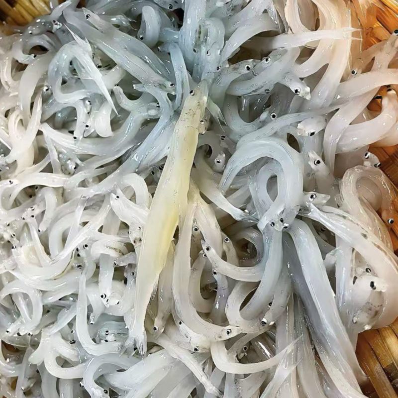 小银鱼