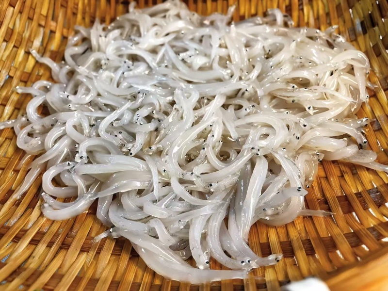小银鱼
