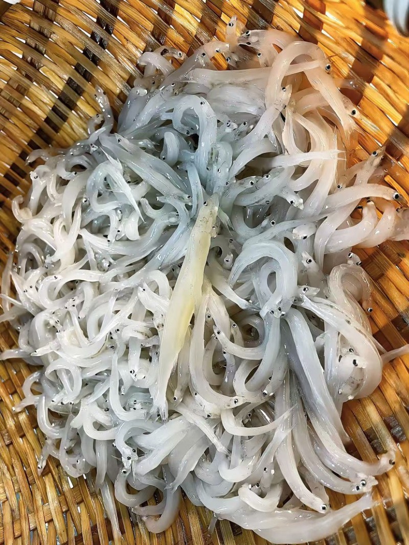 小银鱼