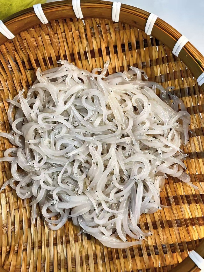 小银鱼
