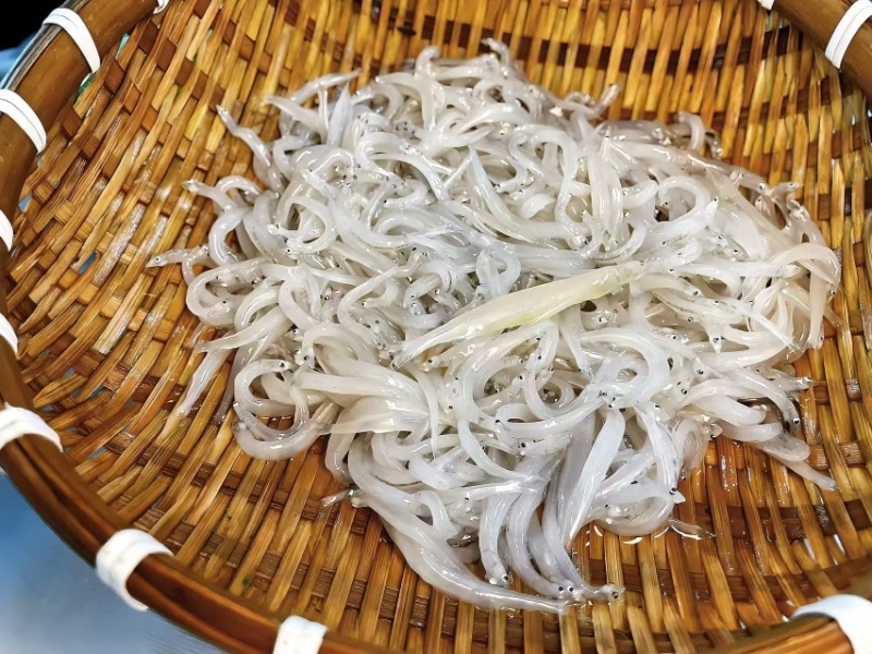 小银鱼