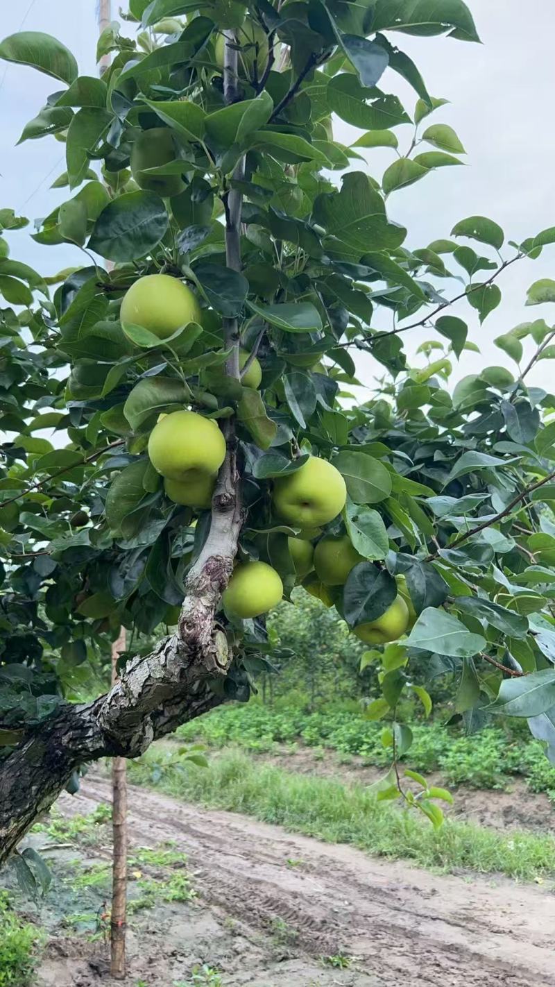 翠冠梨翠玉梨