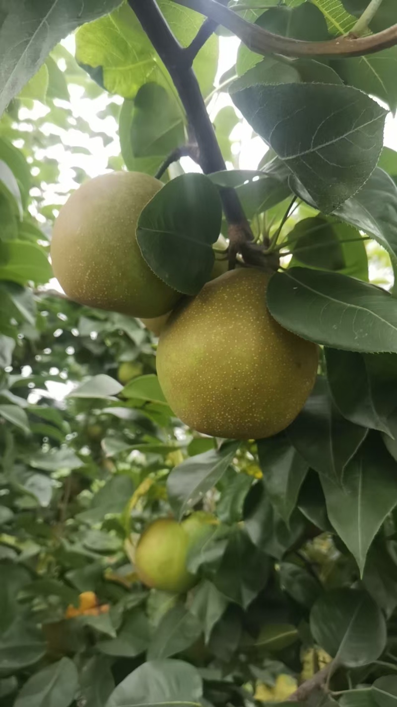 翠冠梨翠玉梨