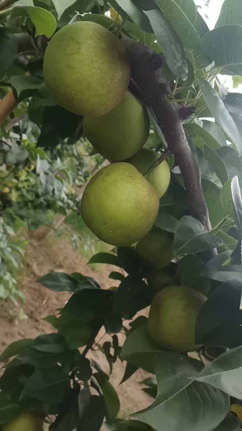 翠冠梨翠玉梨