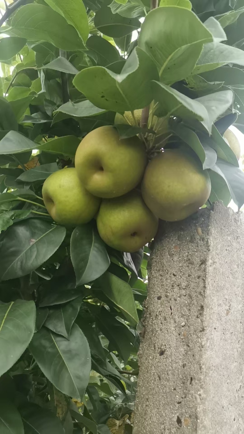 翠冠梨翠玉梨