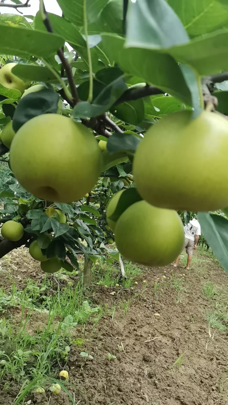 翠冠梨翠玉梨