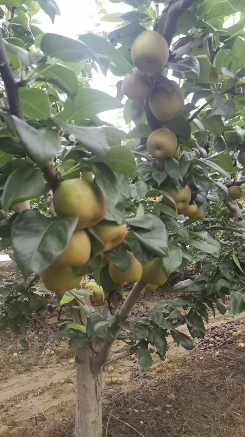 翠冠梨翠玉梨