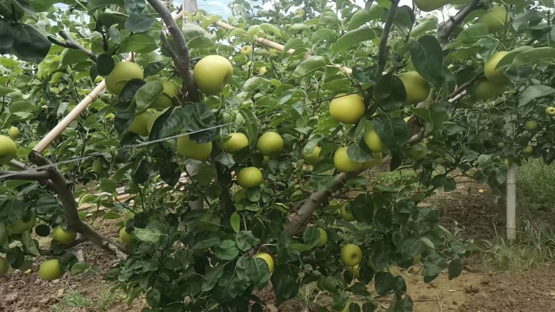 翠冠梨翠玉梨