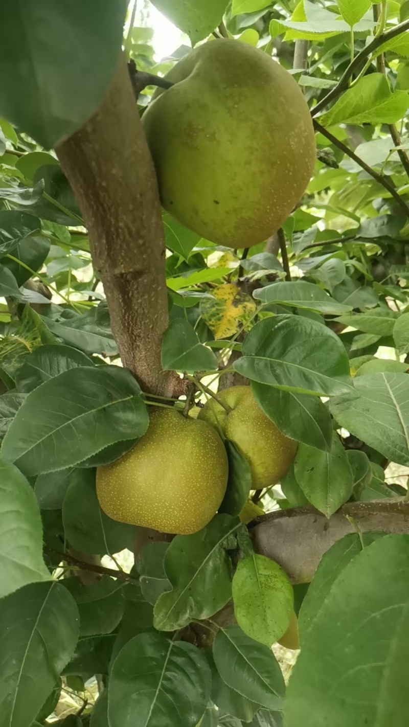 翠冠梨翠玉梨
