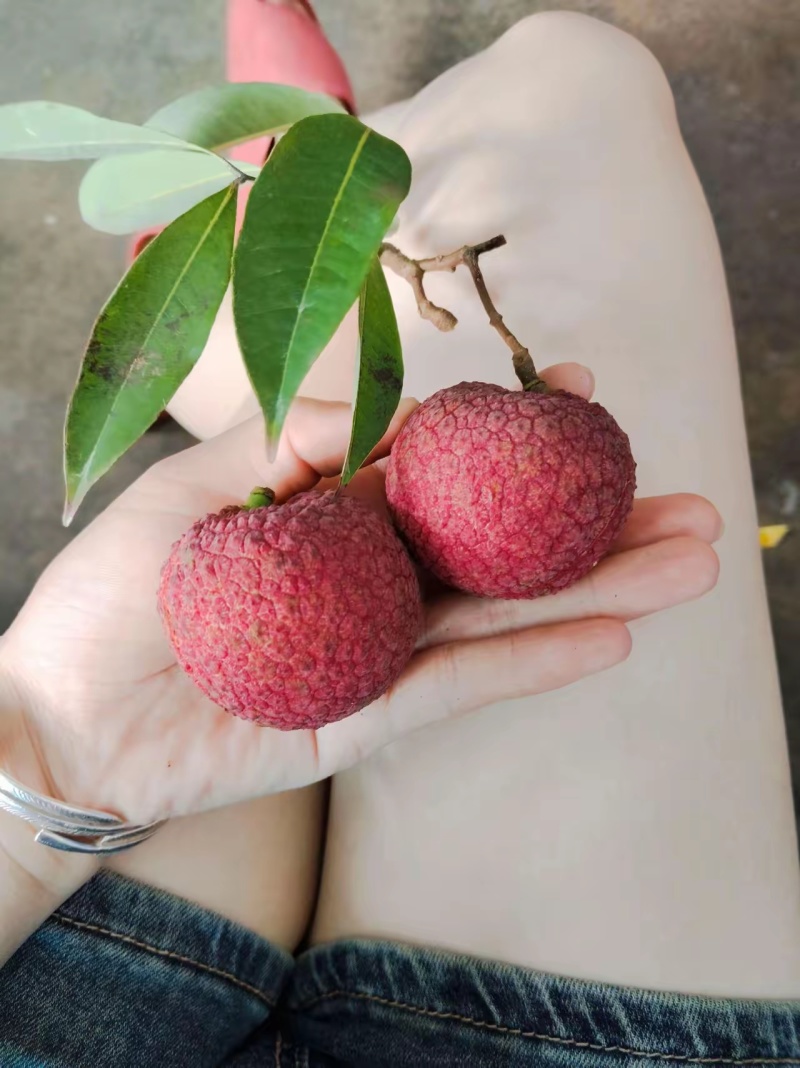 荔枝！江口荔，仙进奉，贵妃红，情人荔等等