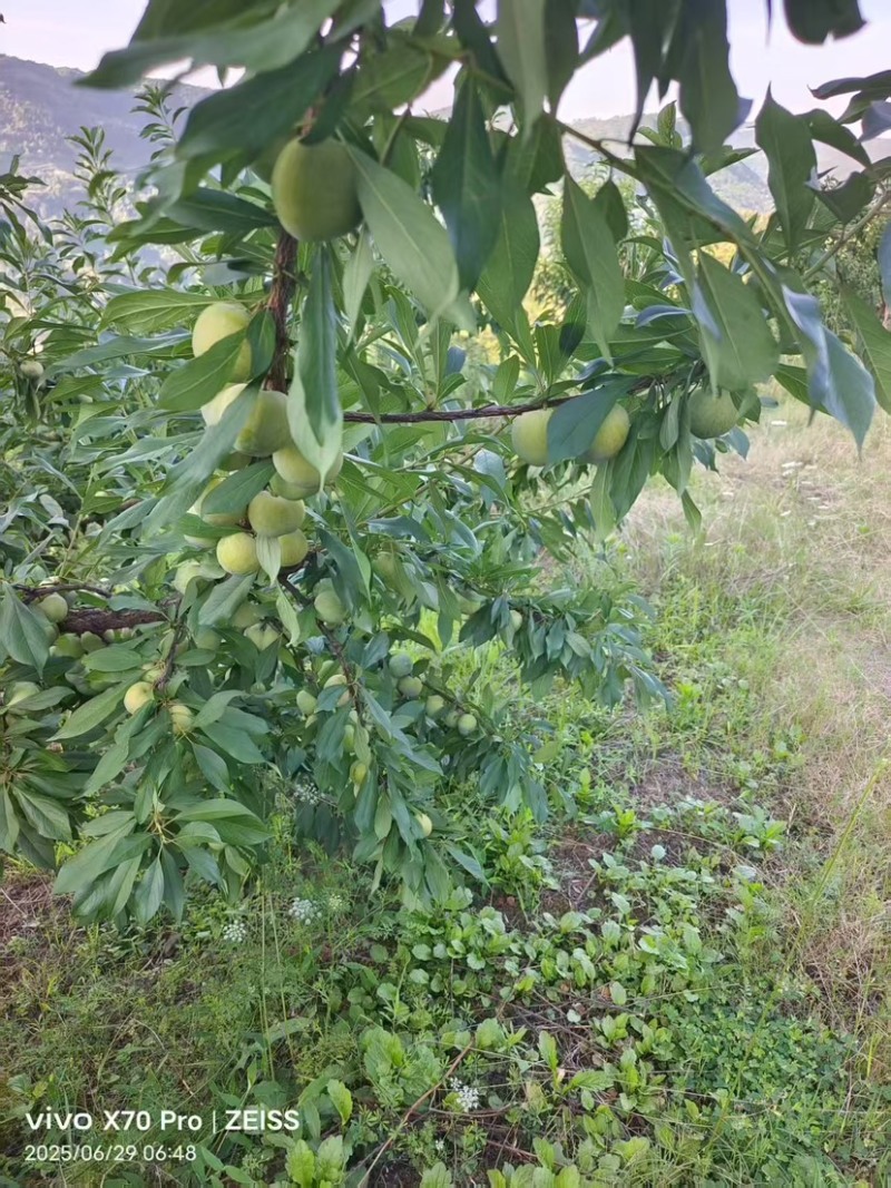 清脆李