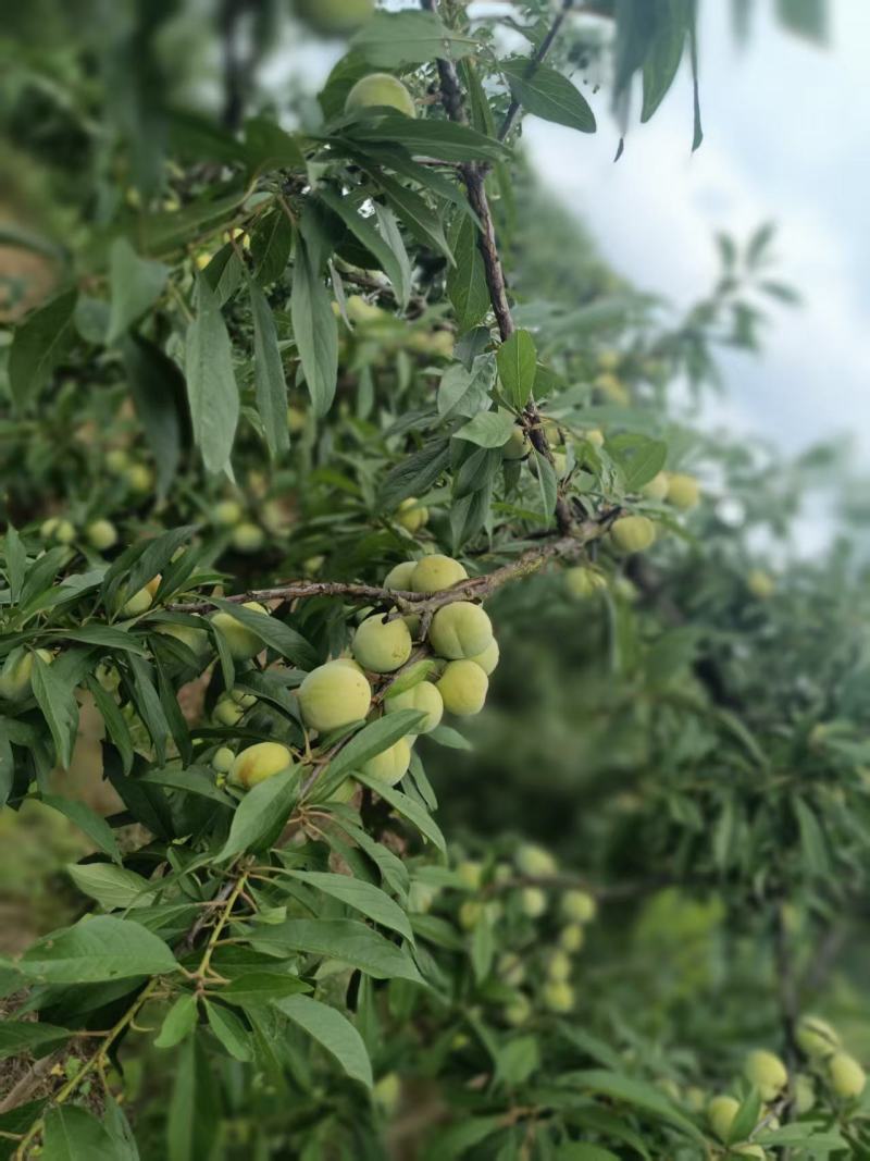 江安李香甜爽口，经济实惠，大众口味