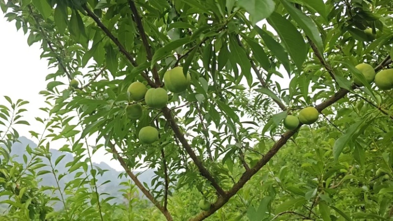 清脆李