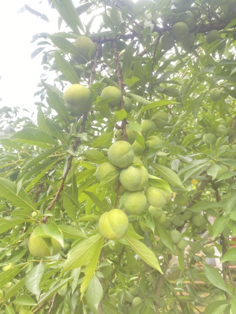 清脆李