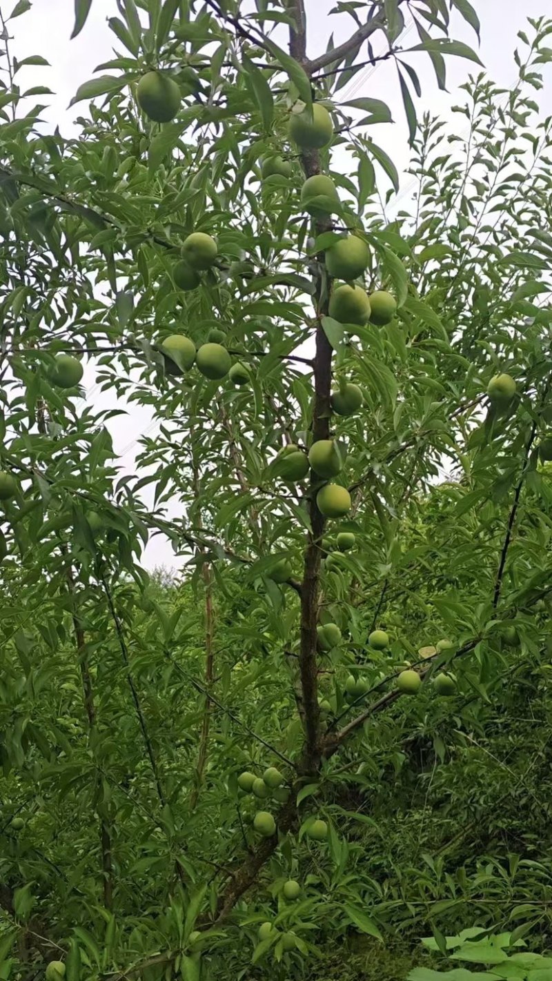 清脆李
