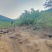 黑鸡\散养黑鸡\莱芜黑鸡\山东济南长清区散养山鸡全国供货