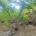 黑鸡\散养黑鸡\莱芜黑鸡\山东济南长清区散养山鸡全国供货