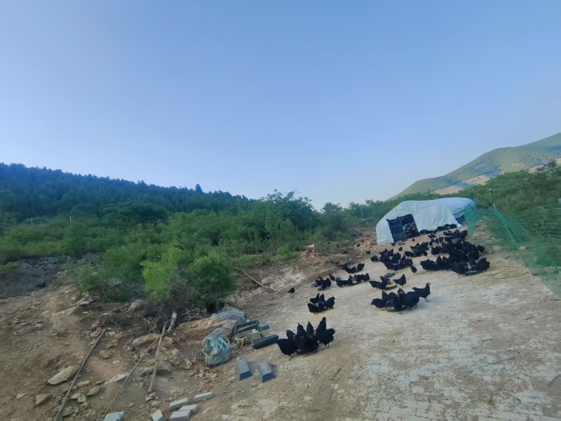 黑鸡\散养黑鸡\莱芜黑鸡\山东济南长清区散养山鸡全国供货