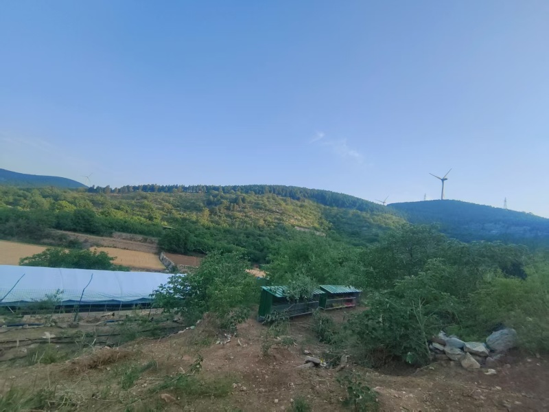 黑鸡\散养黑鸡\莱芜黑鸡\山东济南长清区散养山鸡全国供货
