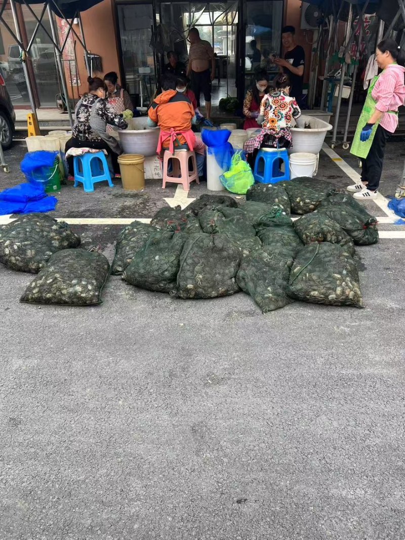 六月黄大闸蟹口感鲜甜肉多饱满大量有货价格实惠