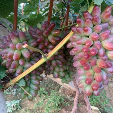 茉莉香葡萄大量上市高糖度