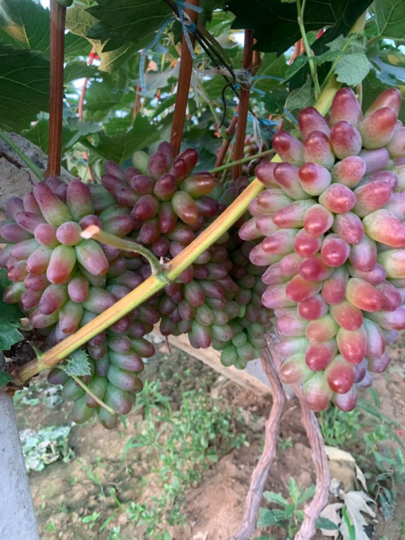 茉莉香葡萄大量上市高糖度