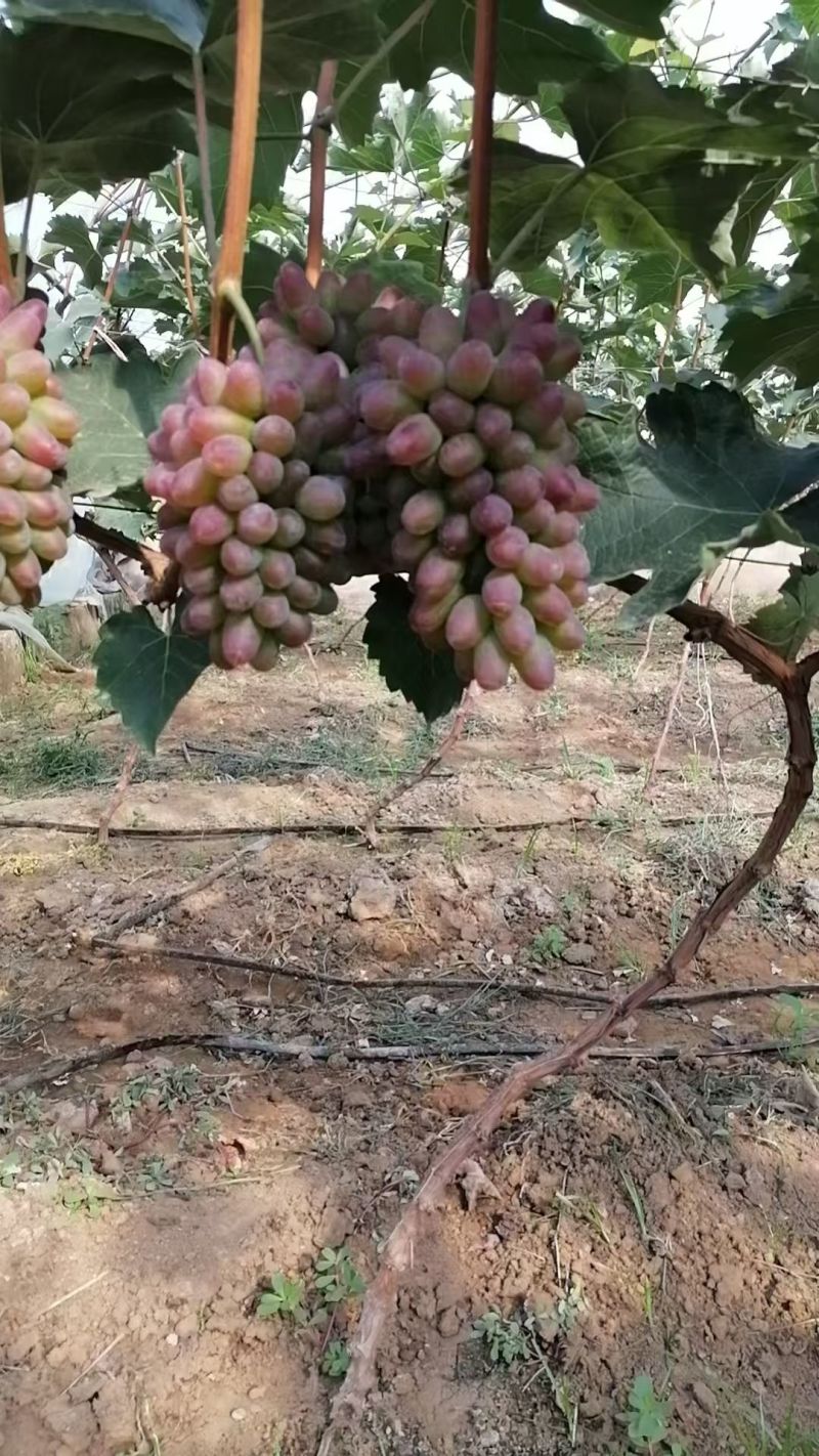 茉莉香葡萄大量上市高糖度