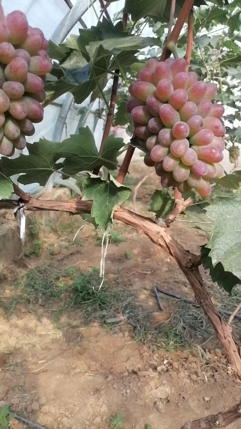 茉莉香葡萄大量上市高糖度