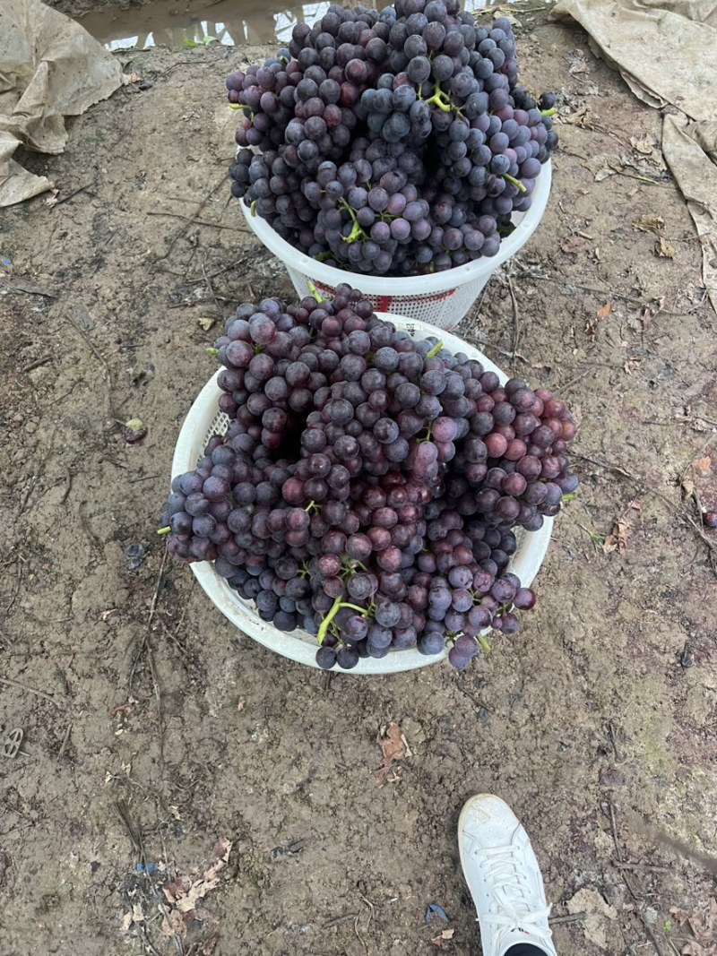 无籽葡萄