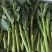 澳洲甜杆西兰苔