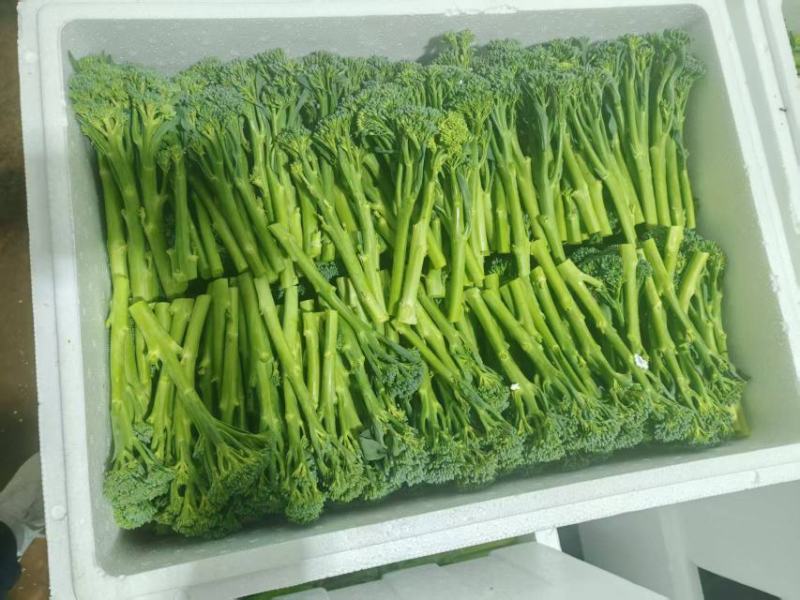 澳洲甜杆西兰苔