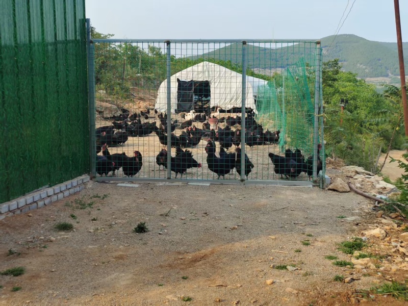 黑鸡\散养黑鸡\莱芜黑鸡\山东济南长清区散养山鸡全国供货
