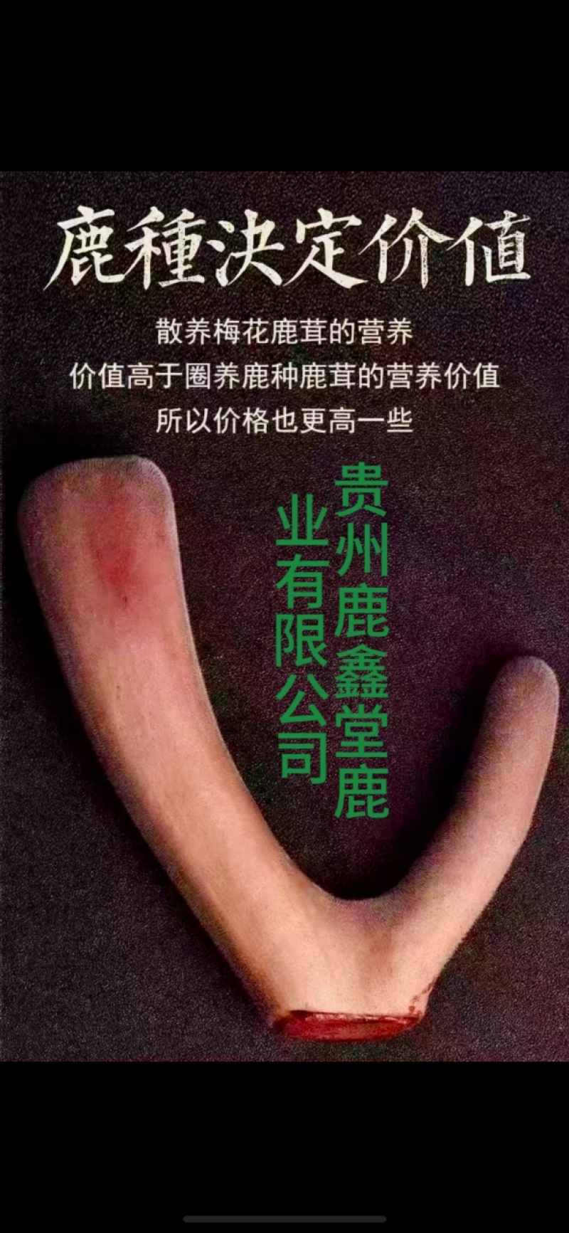 自家基地一手货源梅花鹿鹿茸片大量批发零售支持一件代发