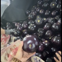 山东莘县紫光茄子大量上市精品货