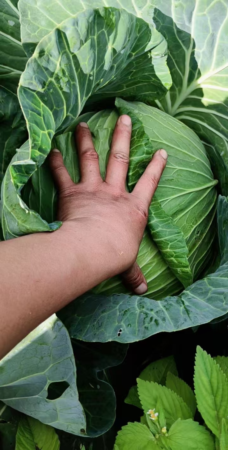莲花白甘蓝自己种植。货源充足