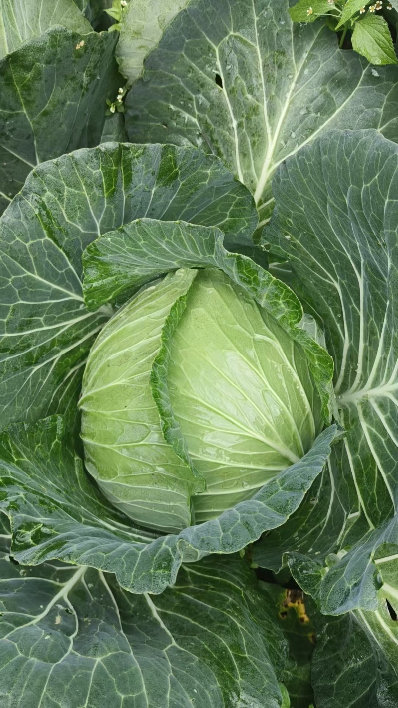 莲花白甘蓝自己种植。货源充足