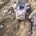 河北黄心土豆大量上市，沙地种植，大量供应市场，商超，电商